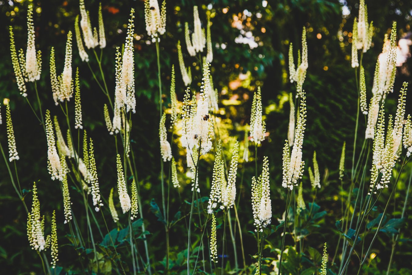 Black Cohosh A Powerhouse Herb to Use and Source Mindfully+ Recipe for